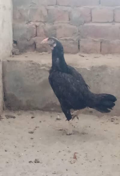 Top Quality Aseel Murgi Pair Available
