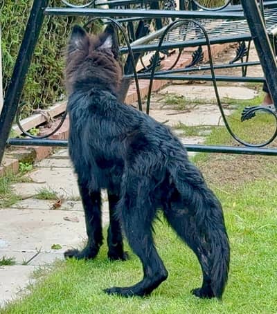 Black German Shepherd