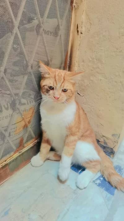 homecat
