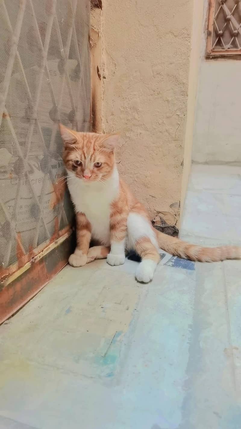 homecat 3