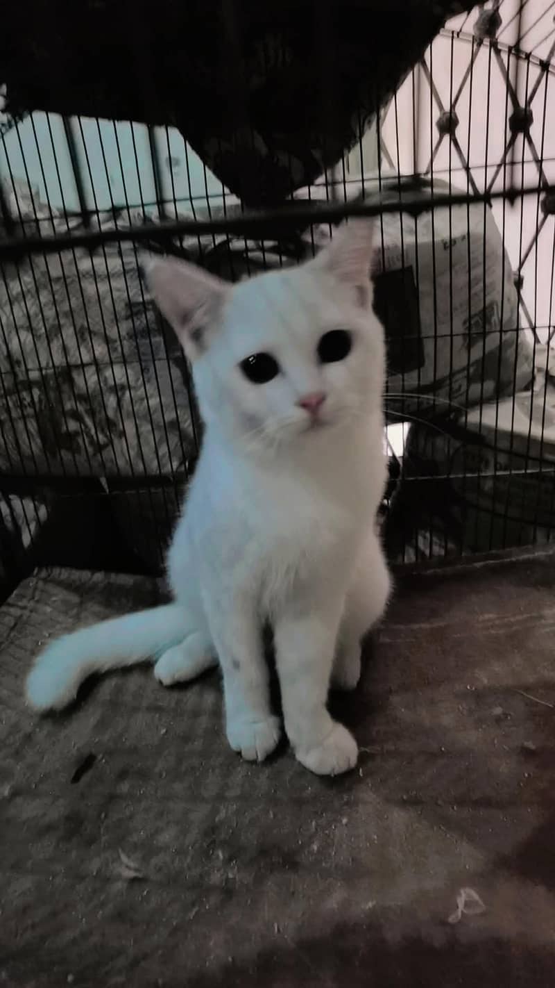 homecat 4