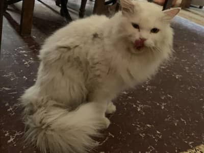 persian male cat ( leo )