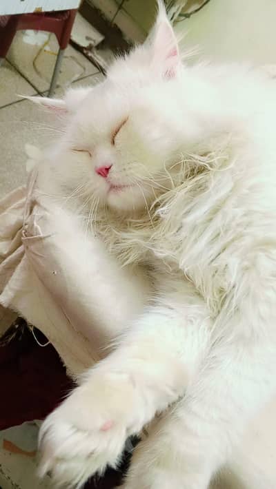 Persian cats 2 gray ik white