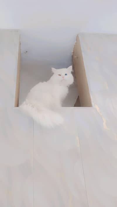 Persian Cat for Sale — Loving Home Only