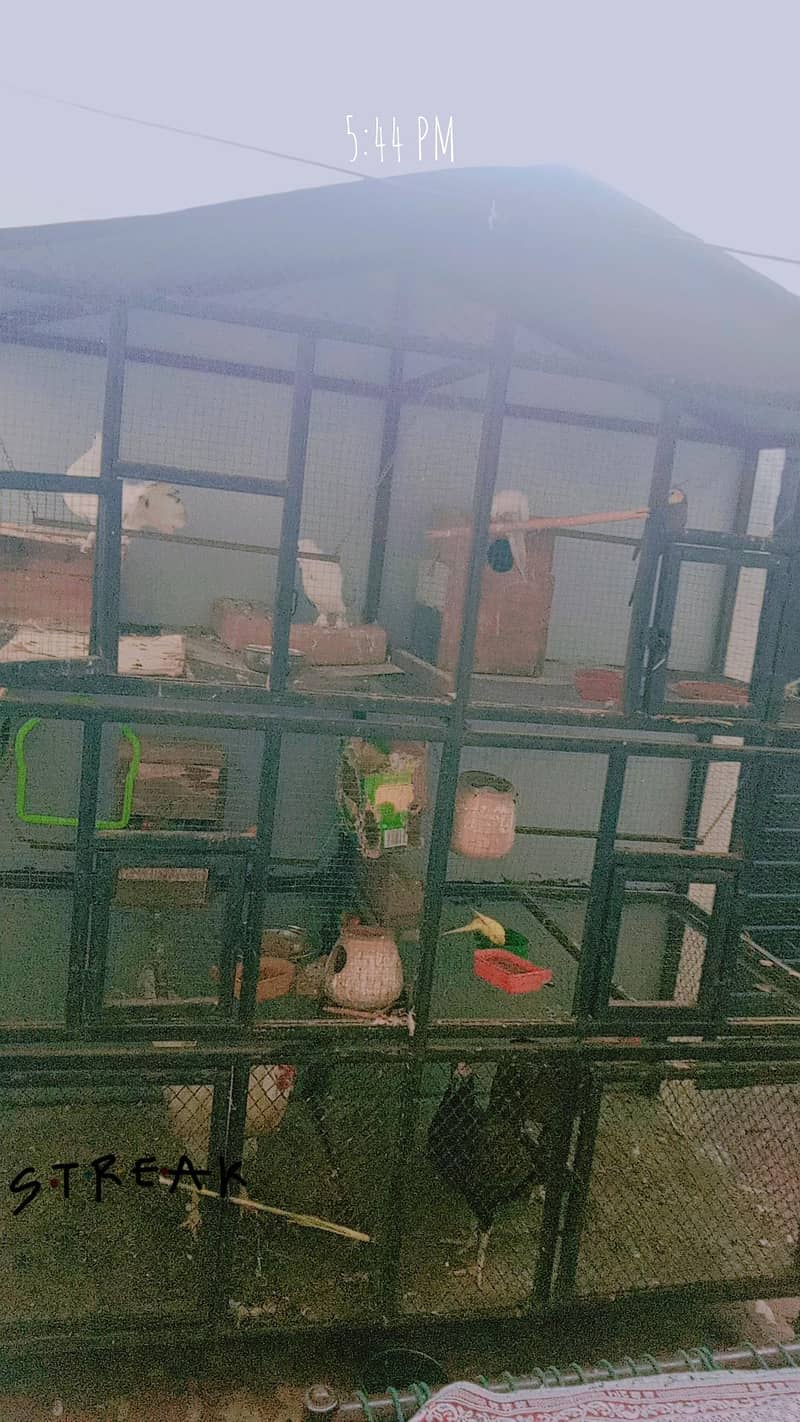 good condition for cage 2
