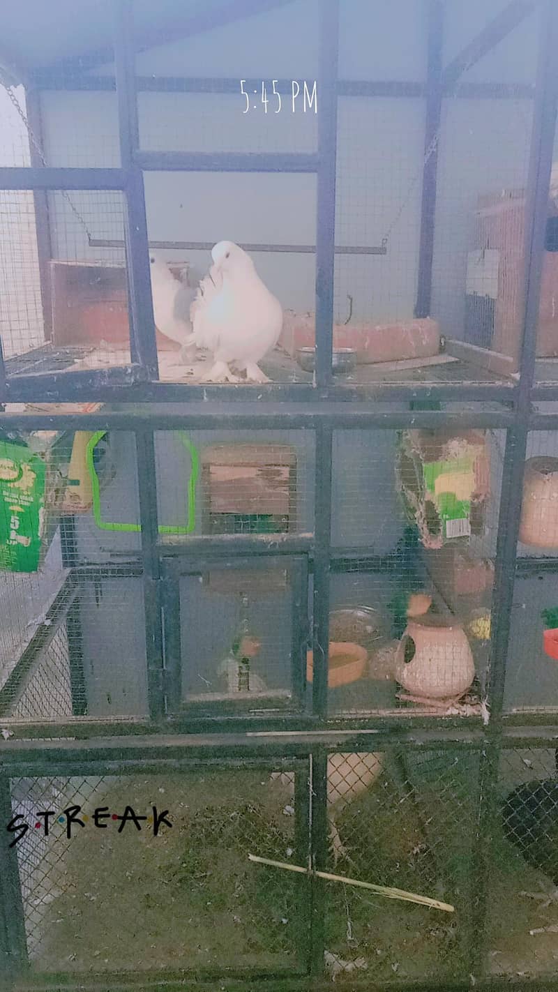 good condition for cage 3