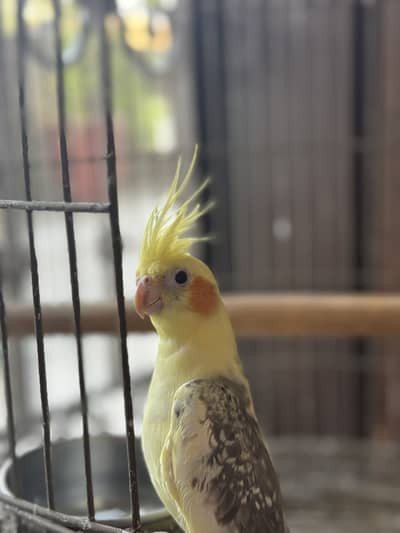 Handtame cocktail for sale