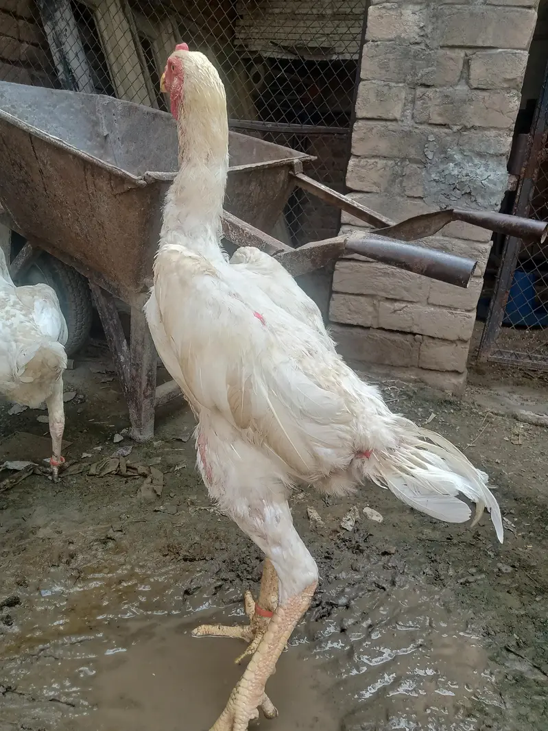shamo aseel aggs — photo 3