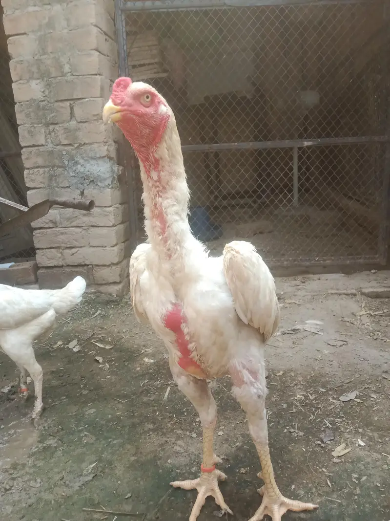 shamo aseel aggs — photo 4