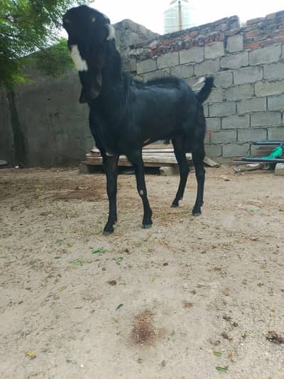 breader bakra