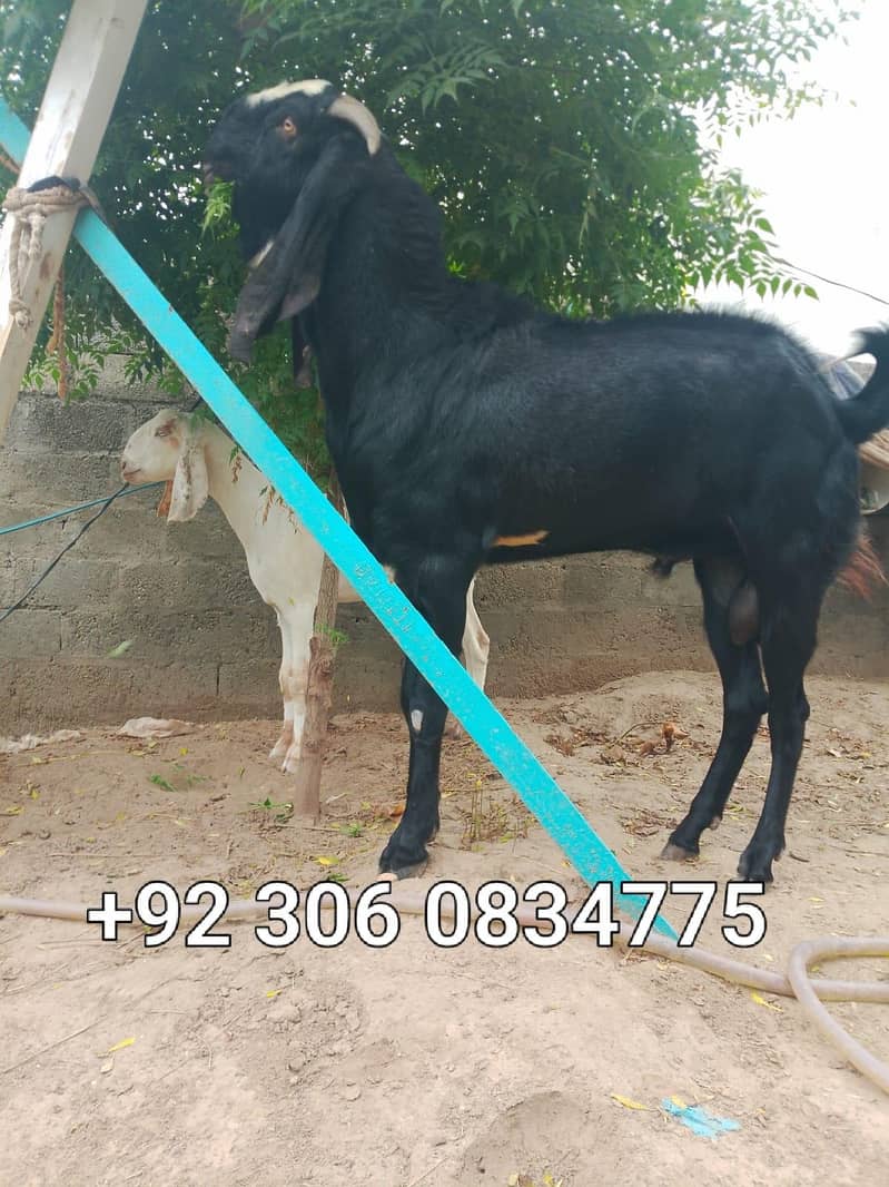 breader bakra 1