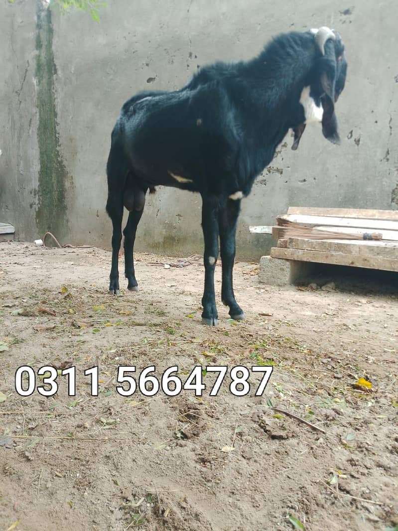 breader bakra 2