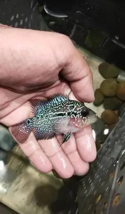 Srd Flowerhorn Female ( Egg laying fish )