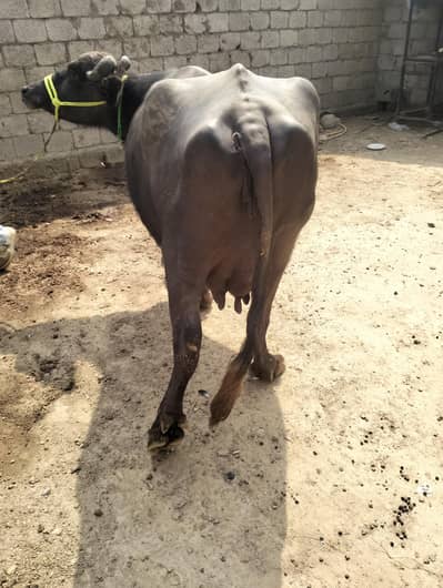tazi sui behns for sale