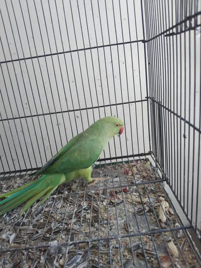 Ringneck Urgent Sale