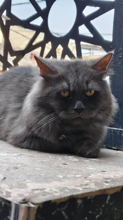 Grey Persian triple coat Male Cat   | Proven Stud Male