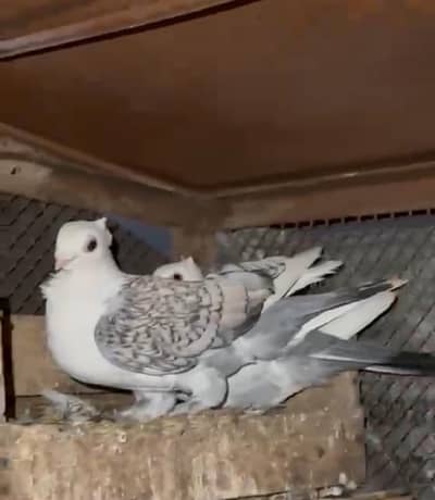sentient pigeon