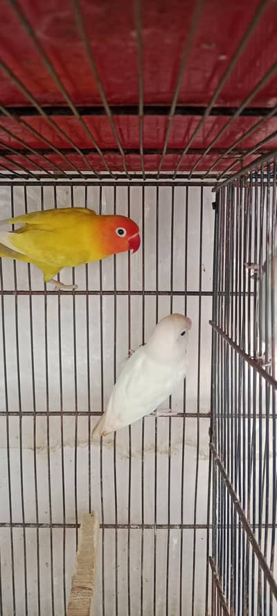 Breeder Male Available