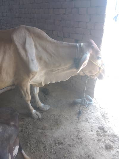 Bakri cow for sale