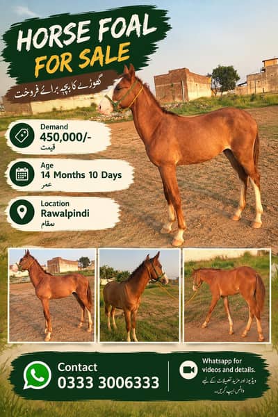 Horse For Sale 14 months