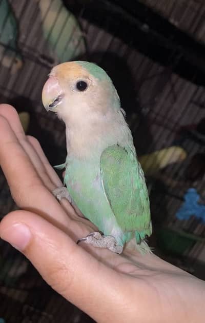 Tame RossiColly + wild Fisher and lutino love bird