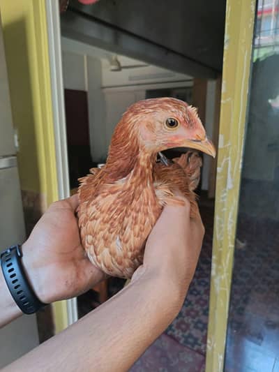 desi hens for sell contact 03131255240