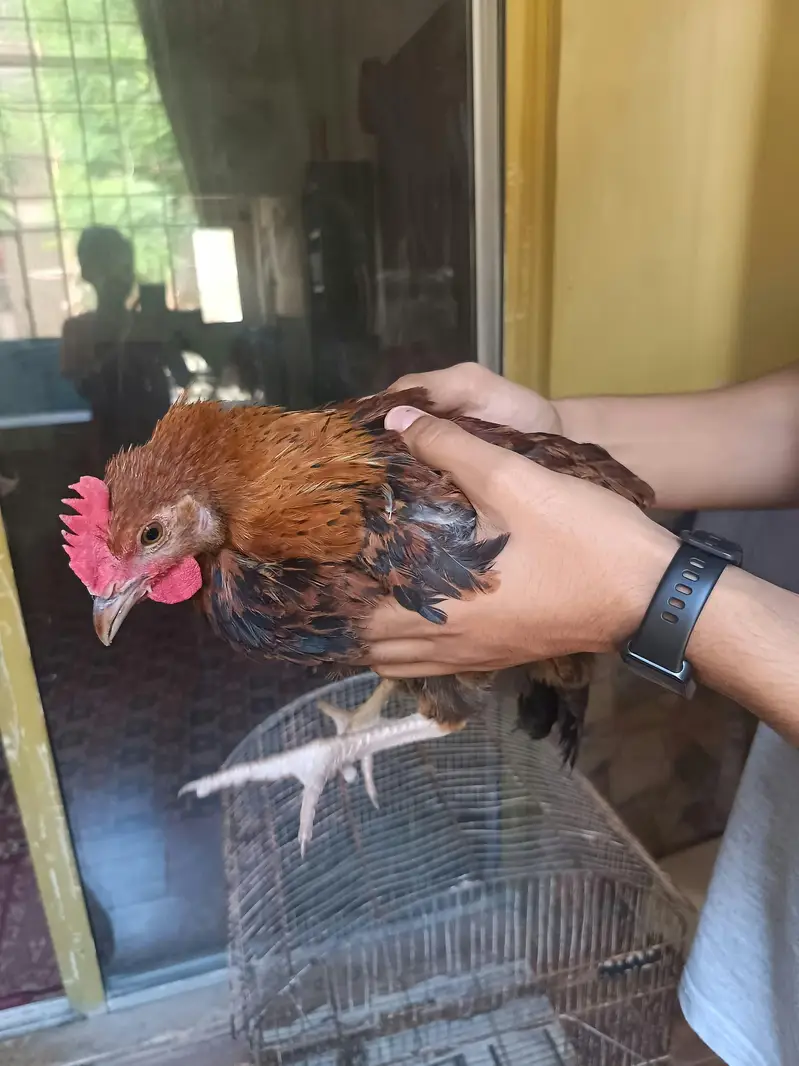 desi hens for sell contact 03131255240 — photo 2