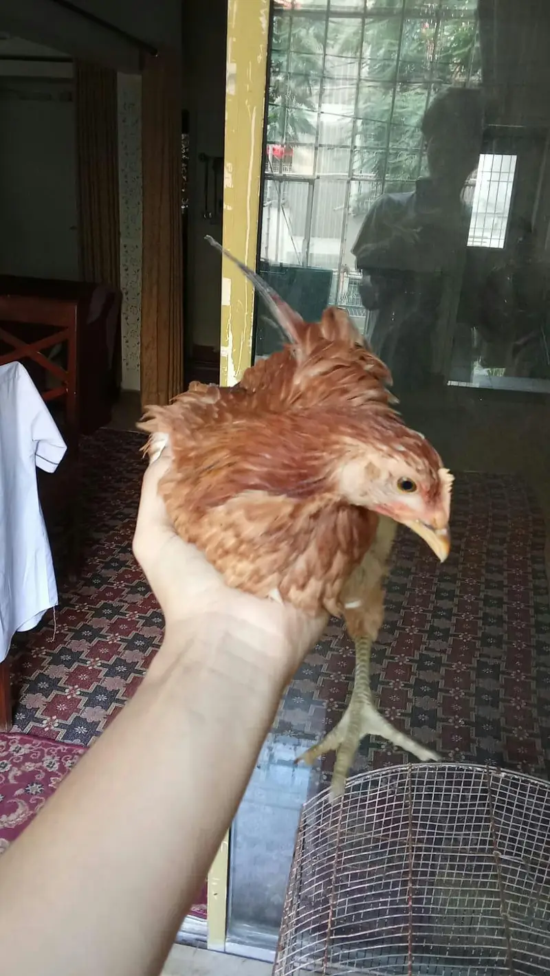 desi hens for sell contact 03131255240 — photo 4