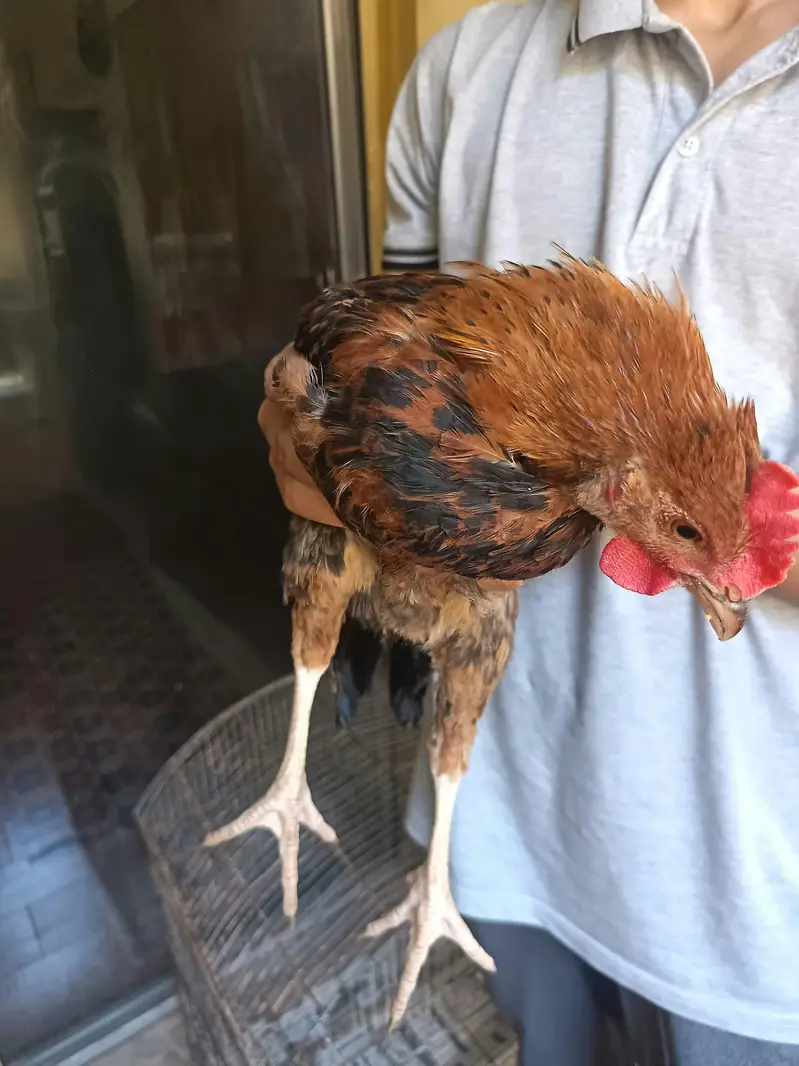 desi hens for sell contact 03131255240 — photo 5