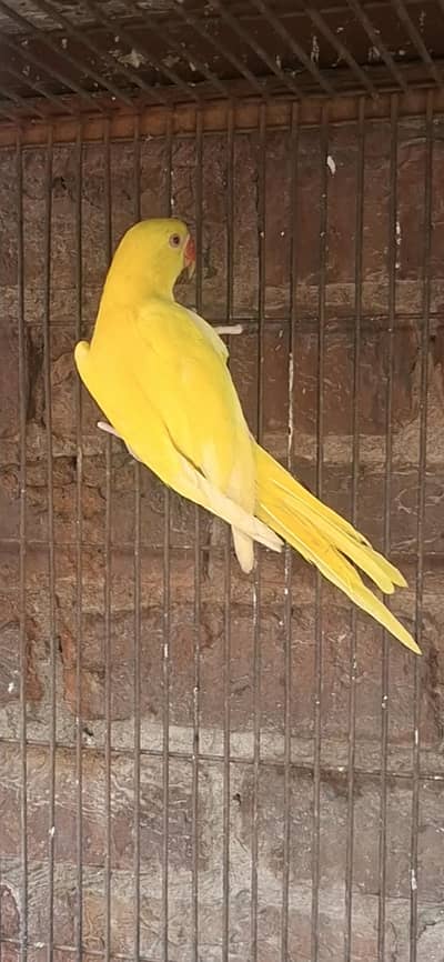 beautiful pet for house beauty 03132738282