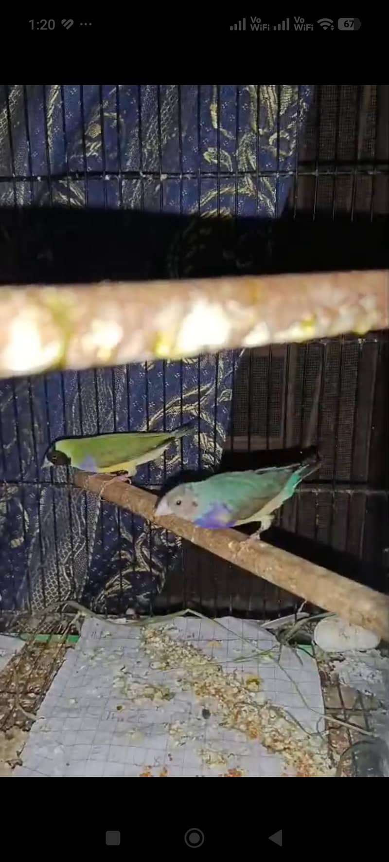 Goldian Pair 0