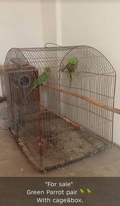 Green Indian Ringneck Parrot Pair