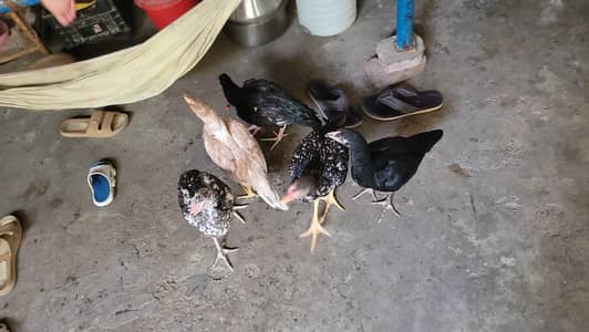 aseel chicks for sale