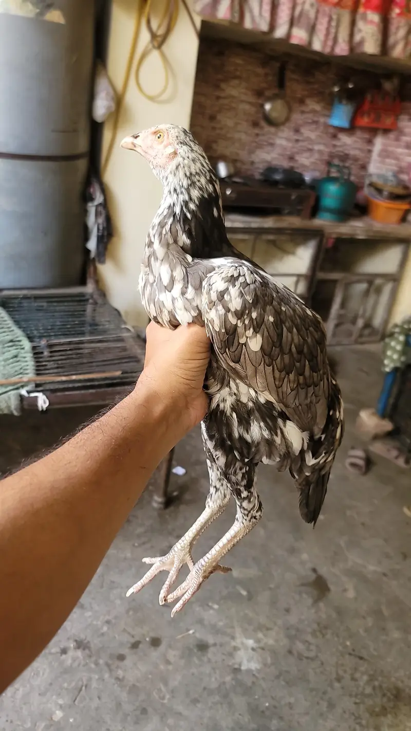 aseel chicks for sale — photo 2