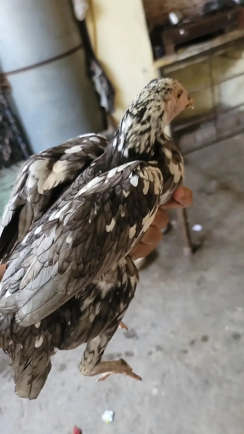 aseel chicks for sale — photo 3