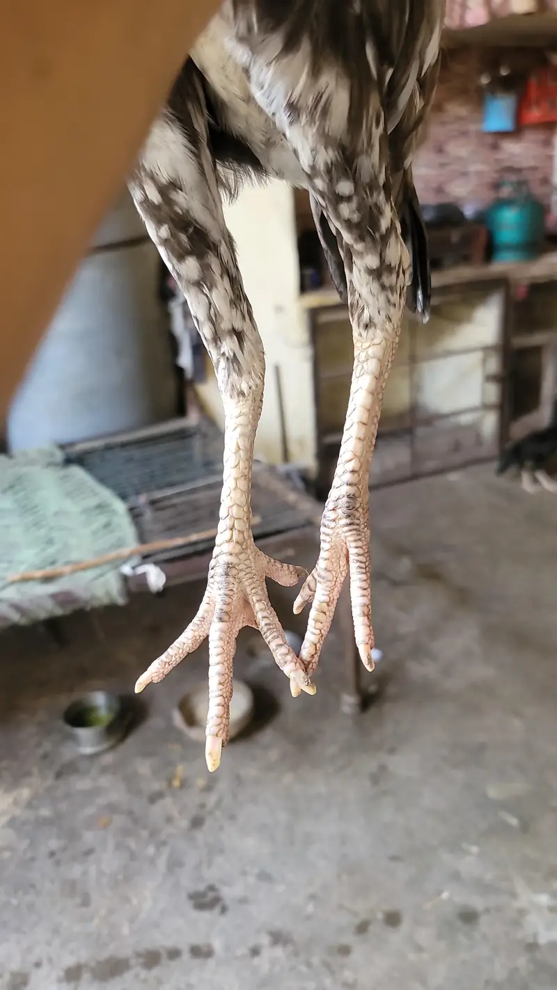 aseel chicks for sale — photo 4