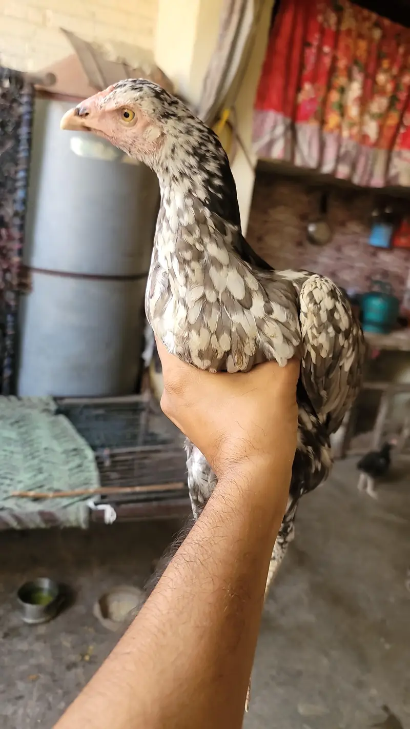 aseel chicks for sale — photo 5
