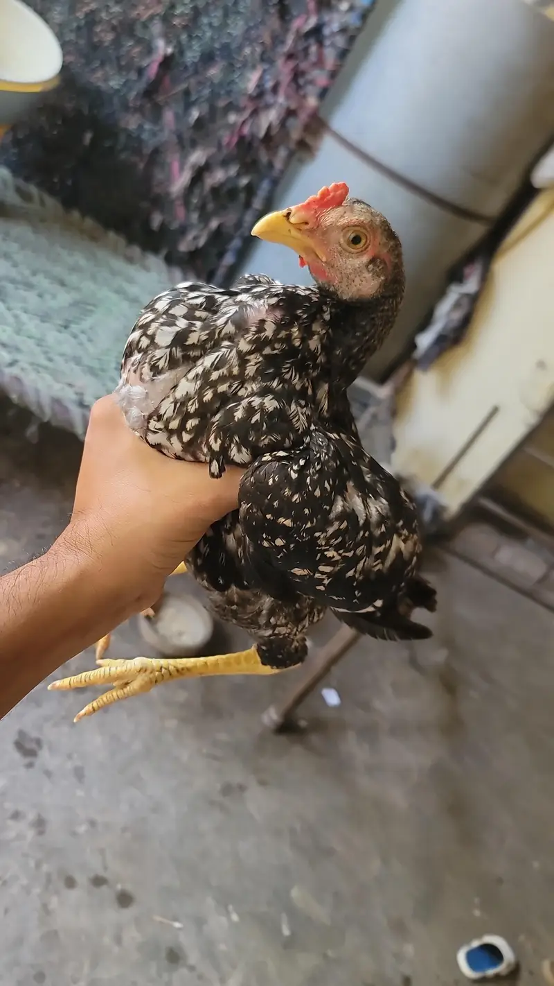 aseel chicks for sale — photo 6