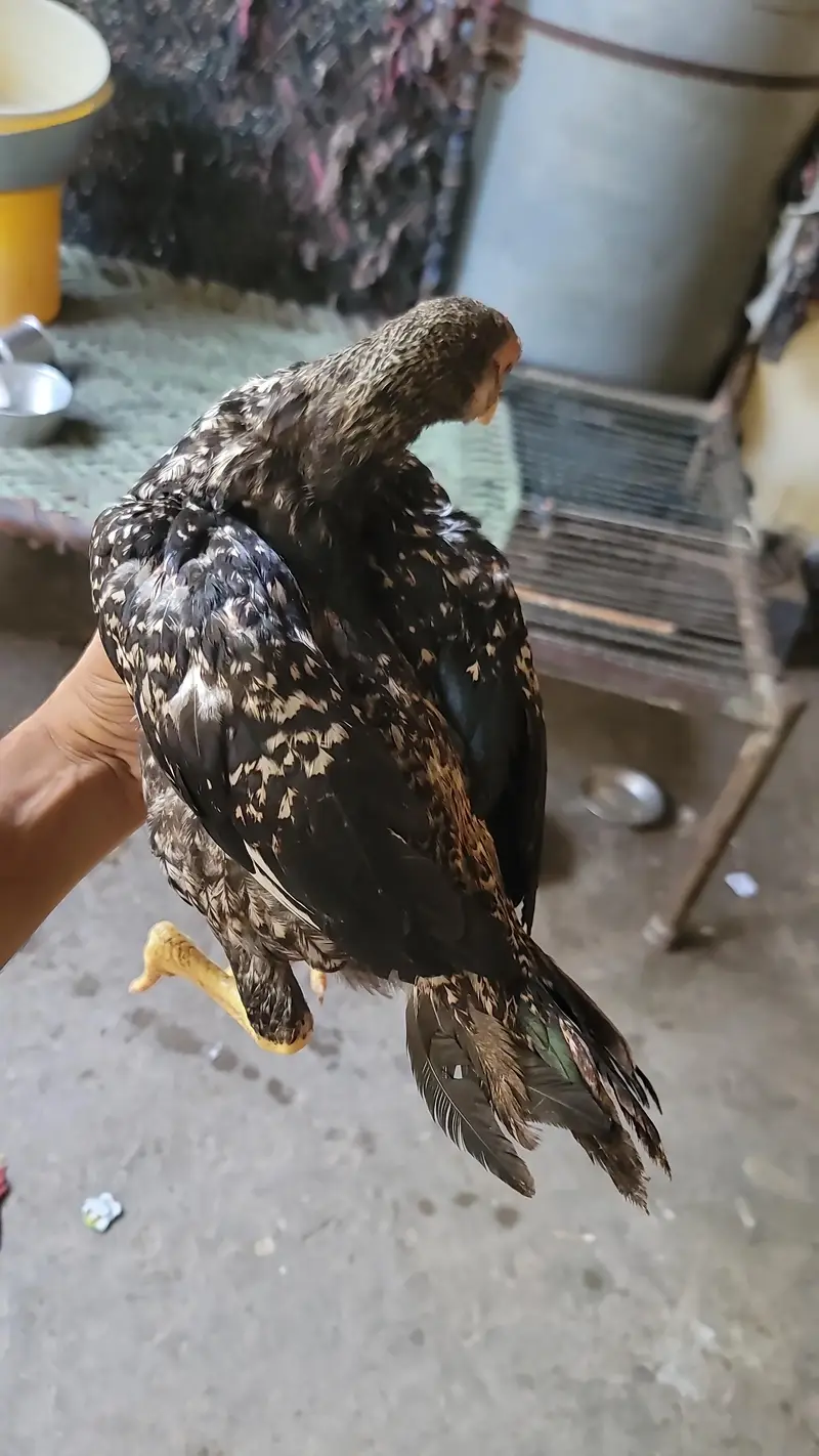 aseel chicks for sale — photo 7