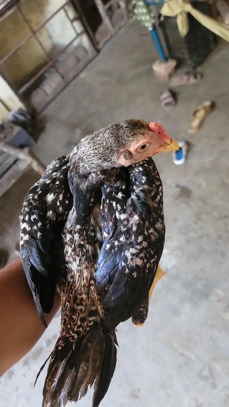 aseel chicks for sale — photo 8