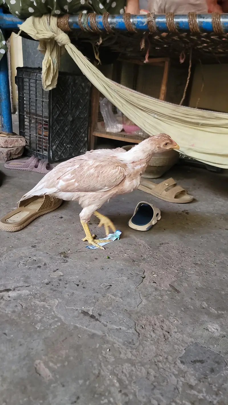 aseel chicks for sale — photo 10