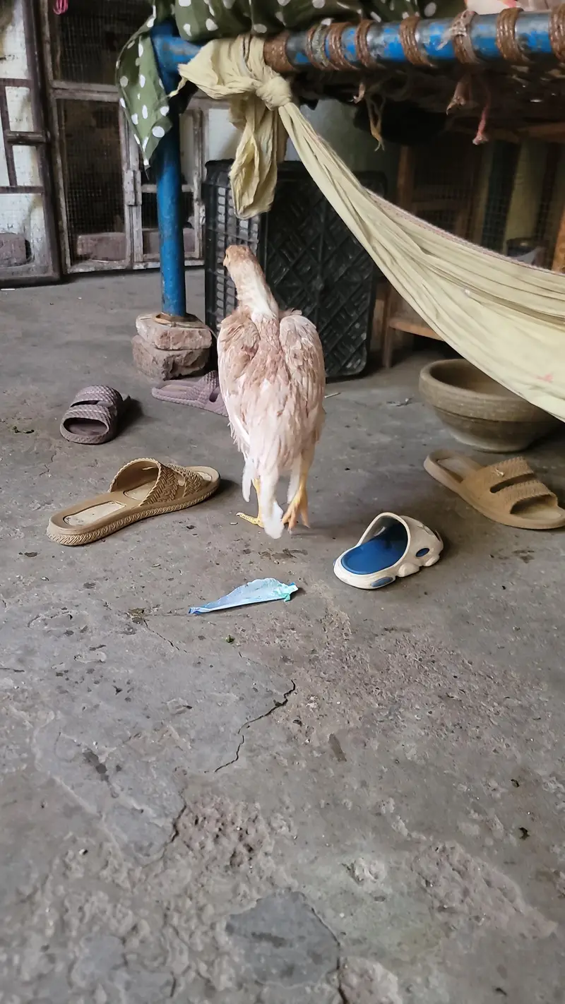 aseel chicks for sale — photo 11