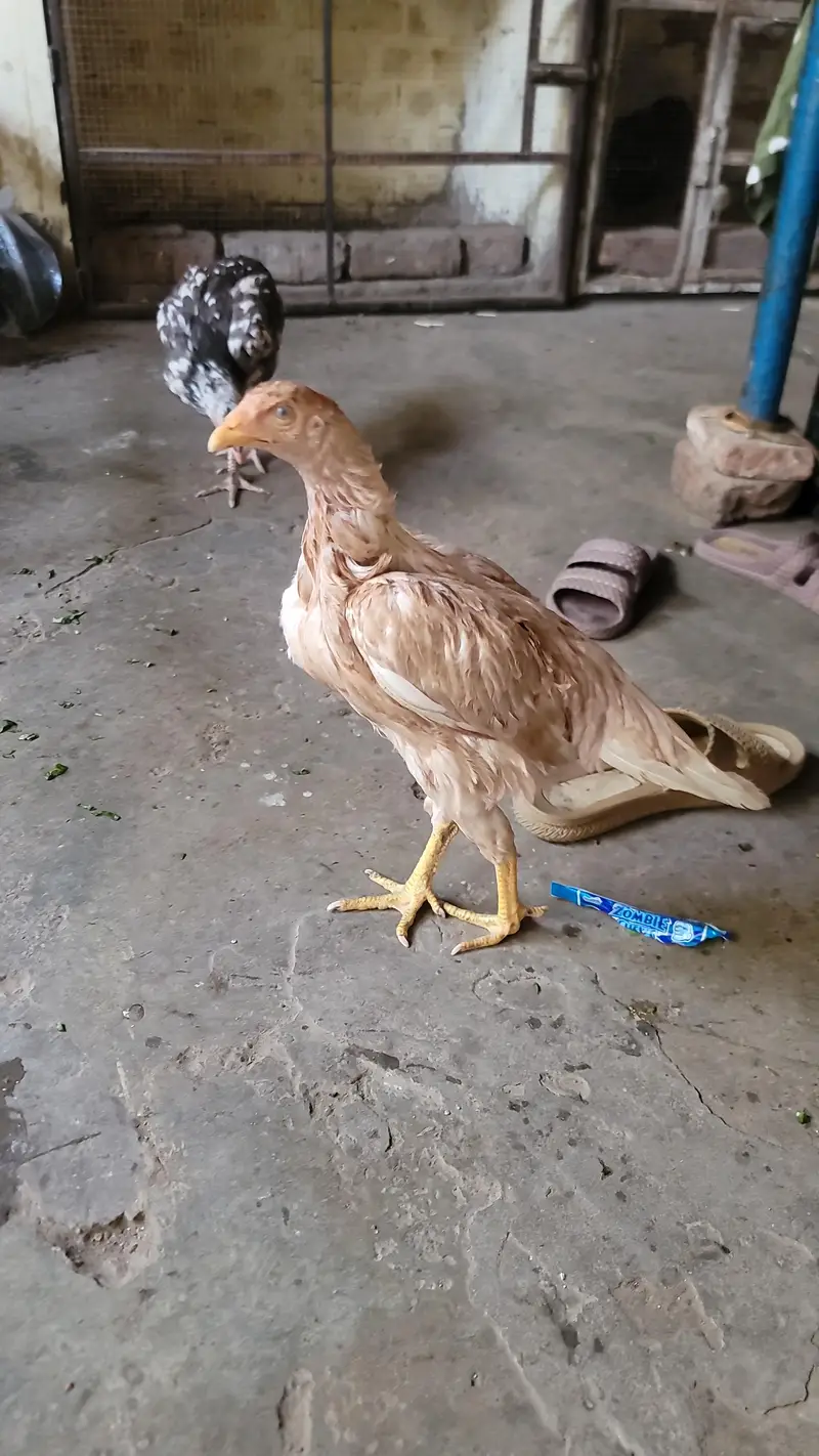 aseel chicks for sale — photo 12