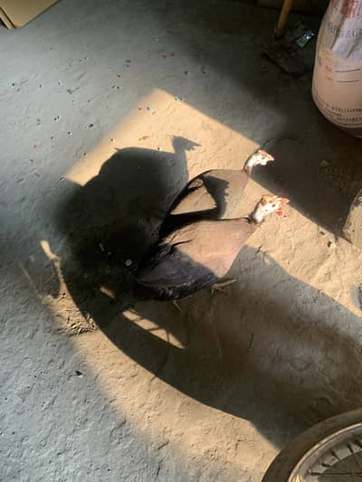Chakor pair