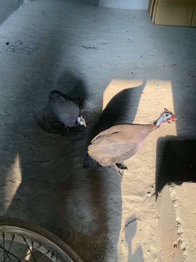 Chakor pair 1
