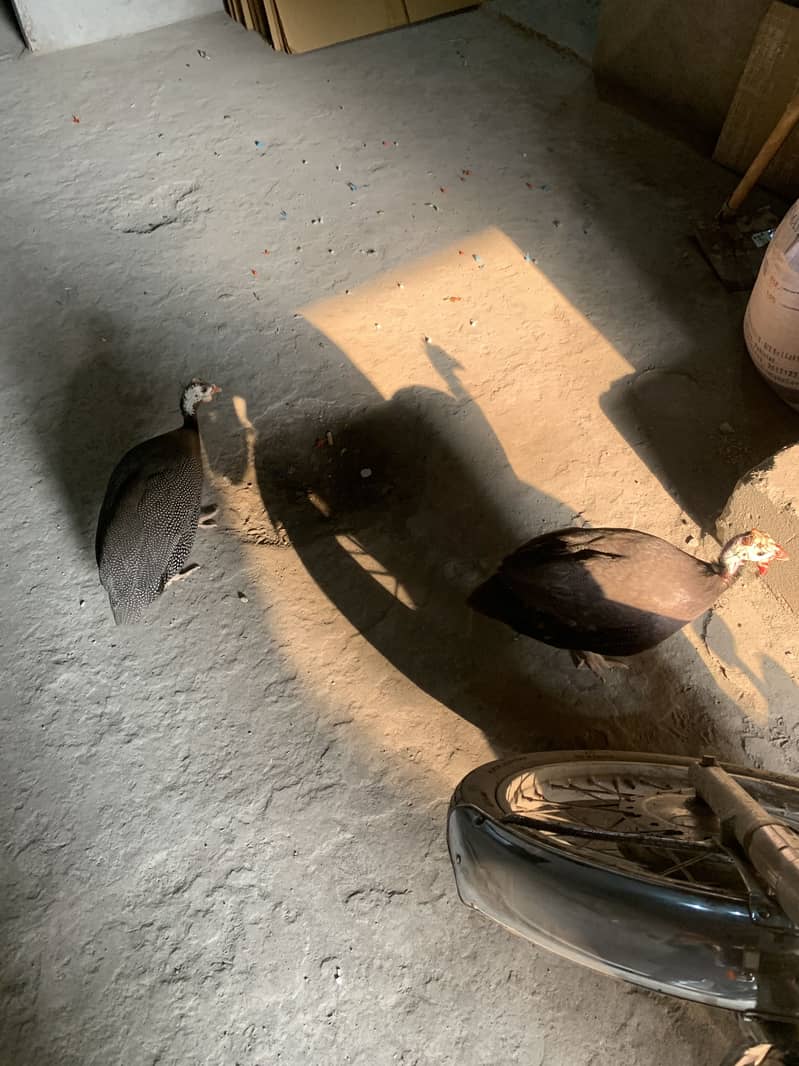 Chakor pair 2