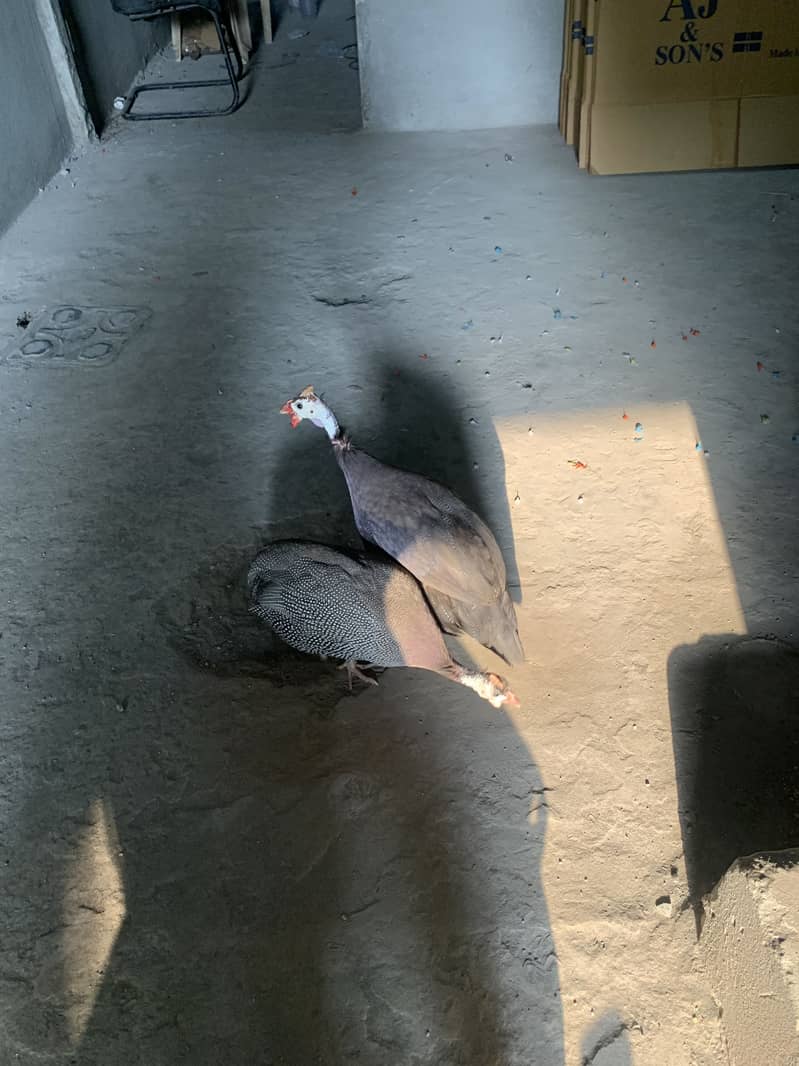 Chakor pair 3