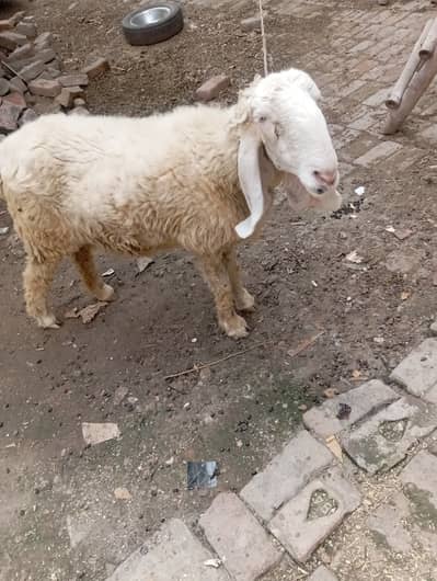 ghar ki pali bherh