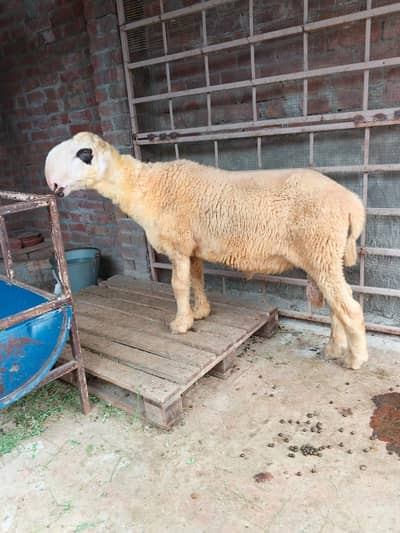 mantra chatra for sale