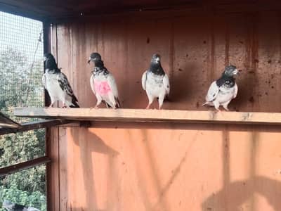 breeder pigeon